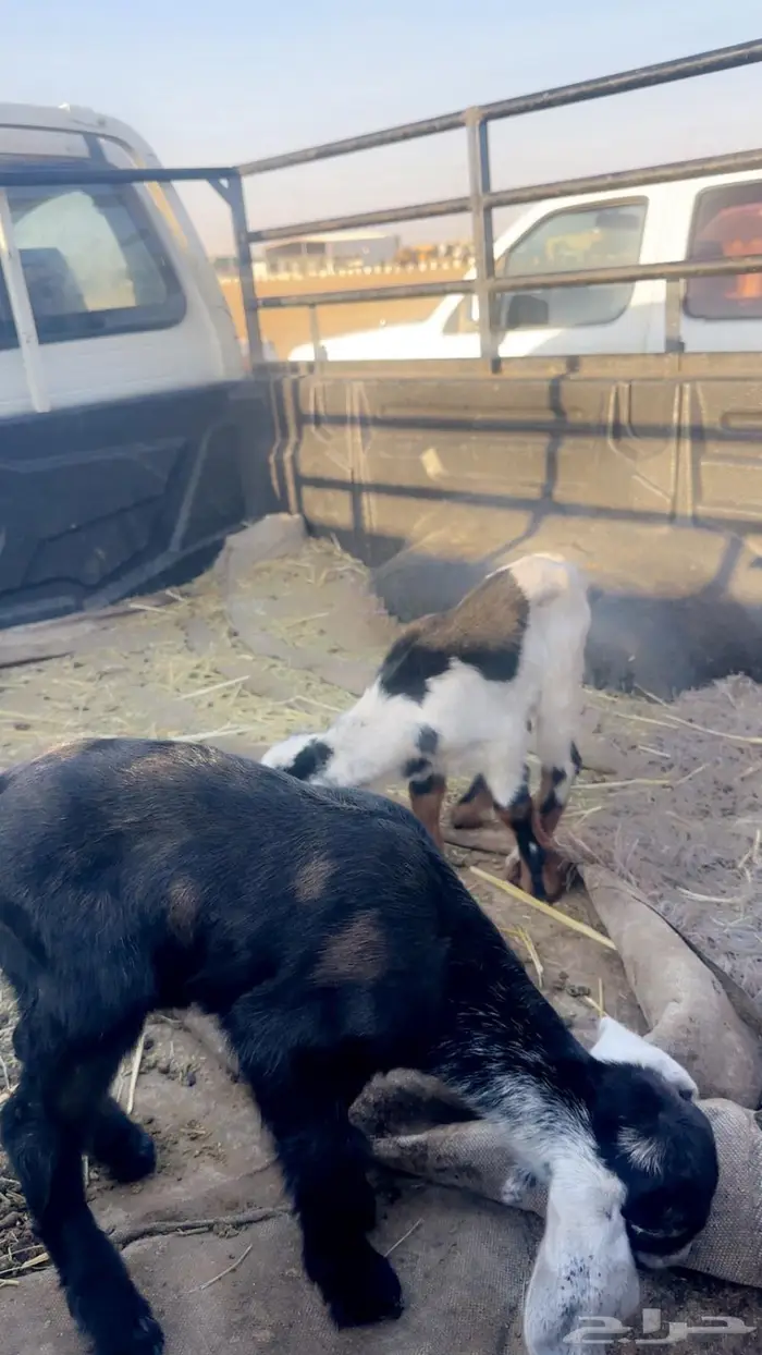 دواغير تيوس ب700 1