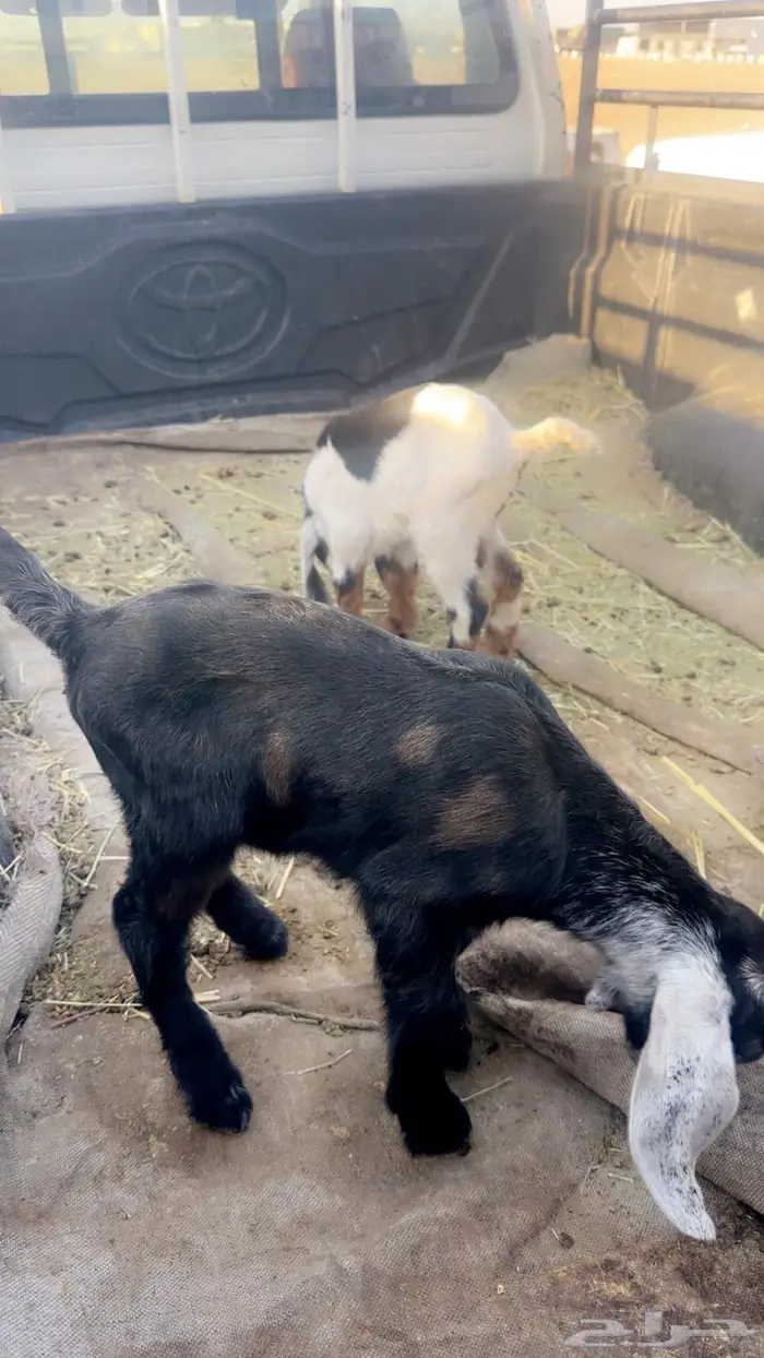 دواغير تيوس ب700 0