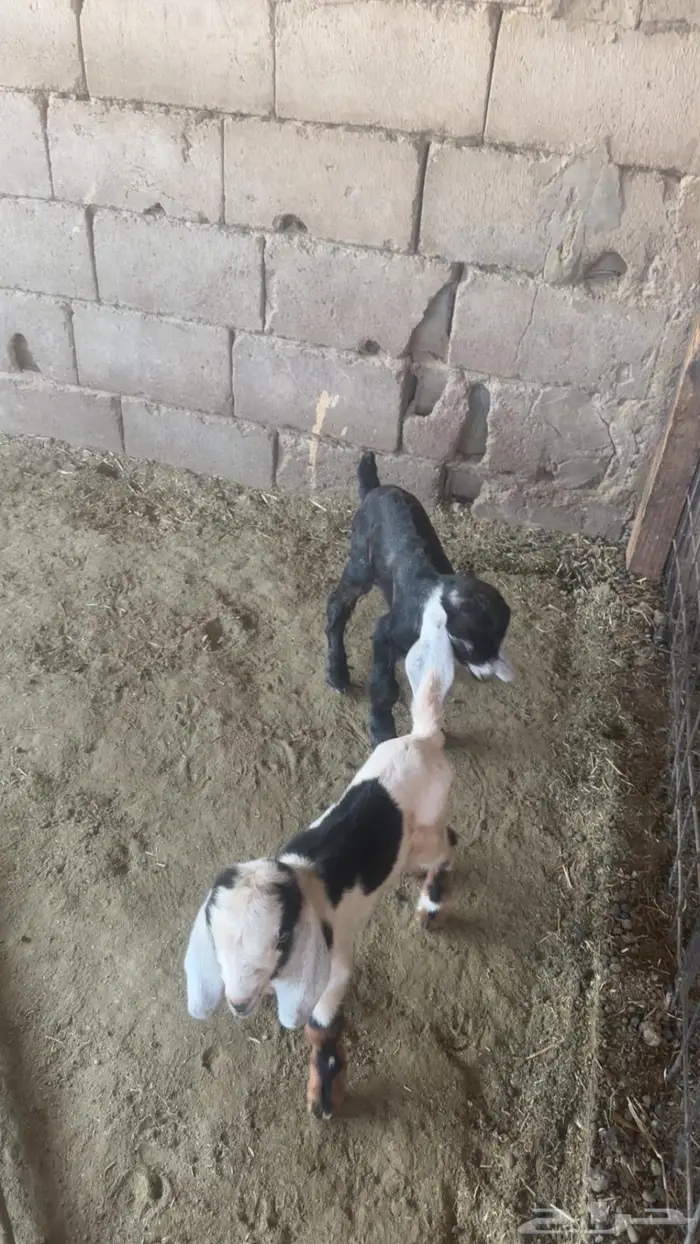 دواغير تيوس ب700 2