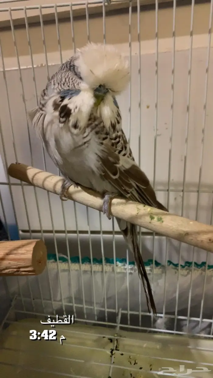 للبيع الجوز البادجي أليف 0