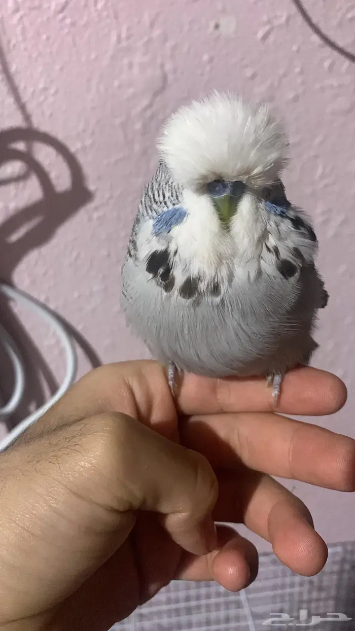 للبيع الجوز البادجي أليف 3