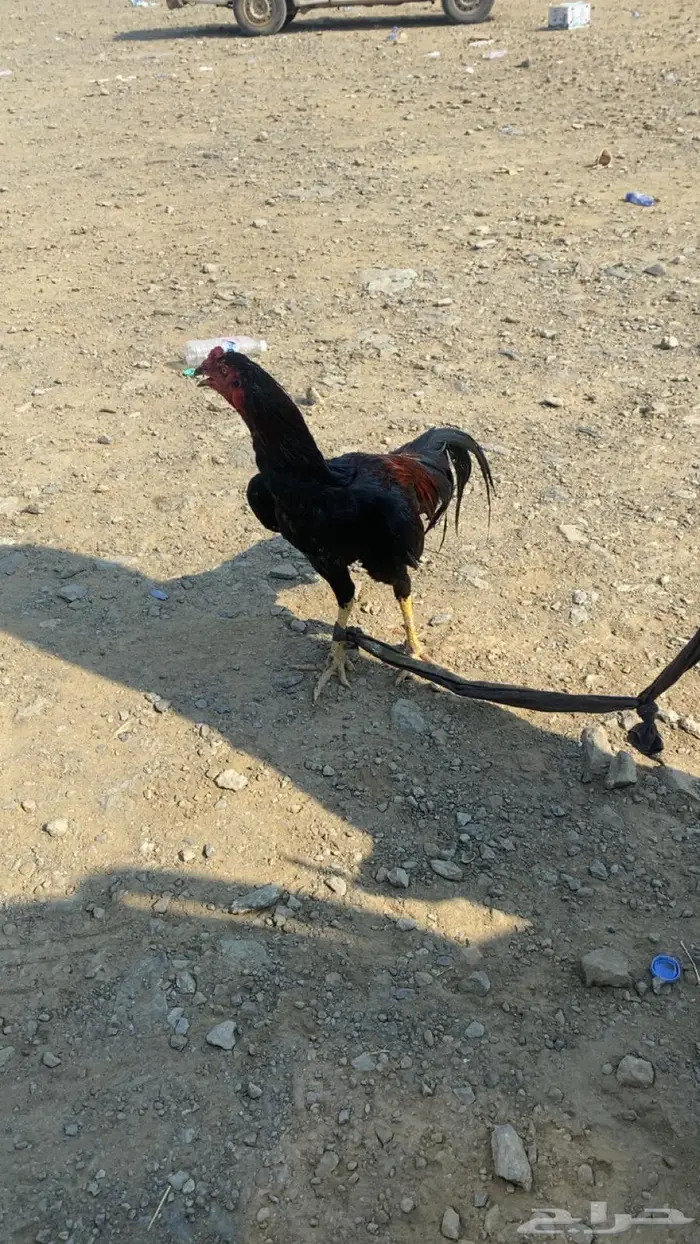 ديك مكس الماني مع سندي 0