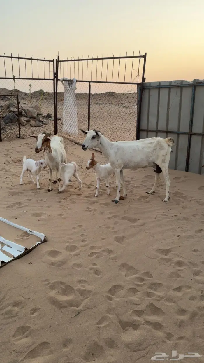 معزاء جنوبيات مواليد 6