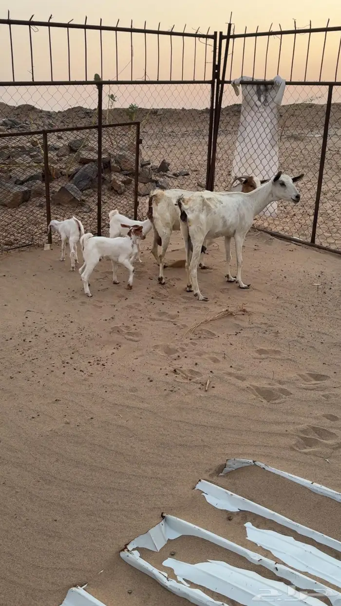 معزاء جنوبيات مواليد 9