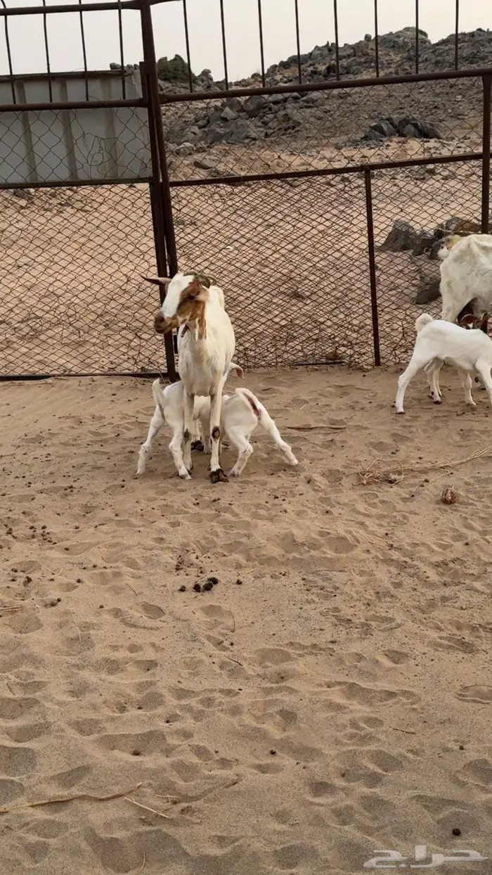 معزاء جنوبيات مواليد 8