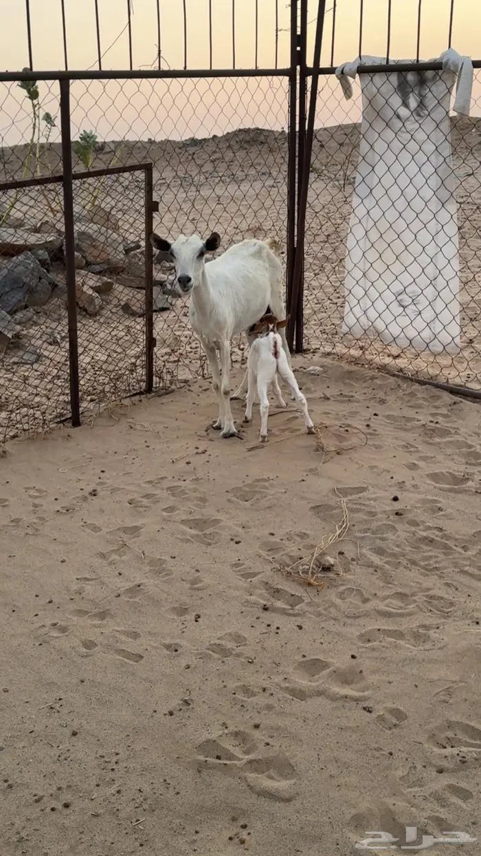 معزاء جنوبيات مواليد 3