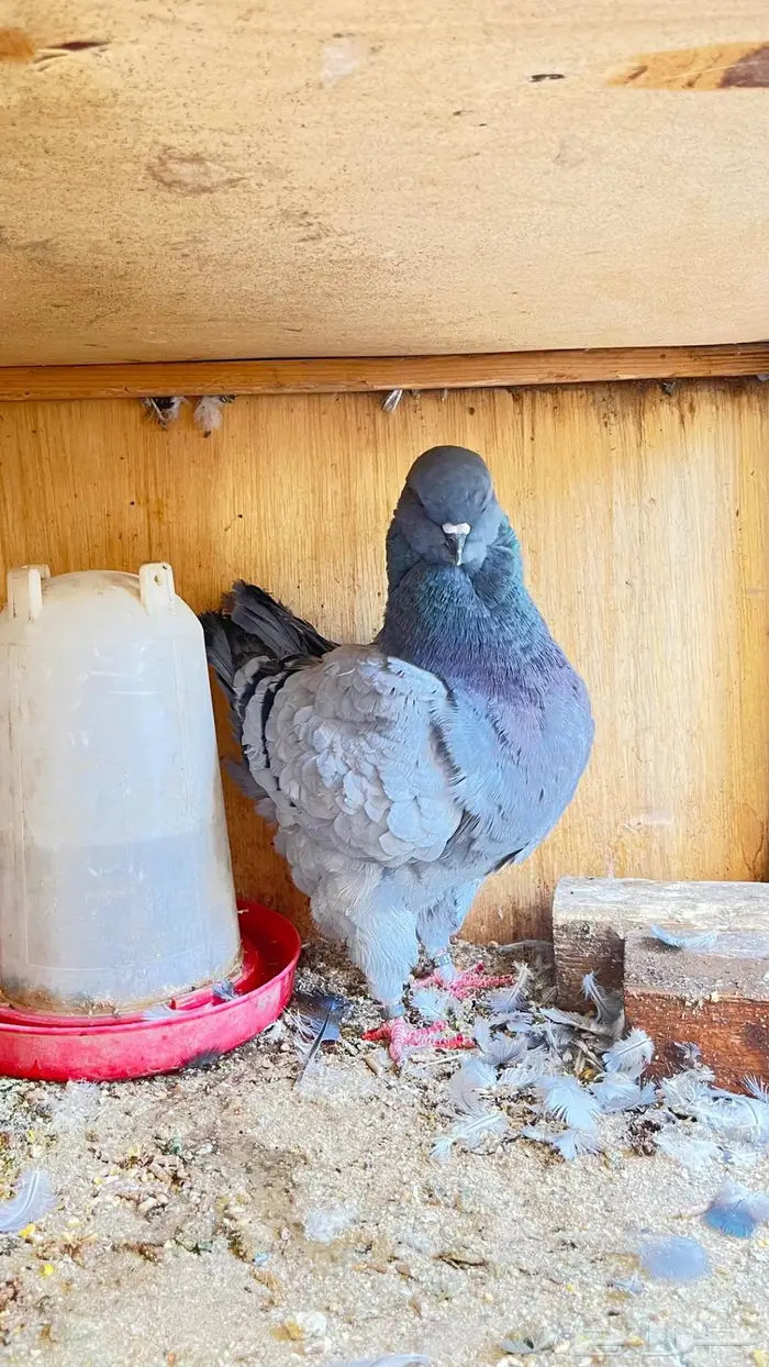 ذكر كنق مستوا فاخر 0