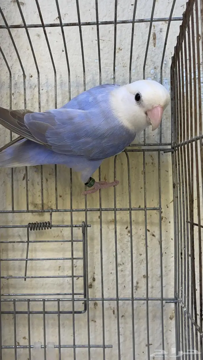 انثى روز جاهزه للانتاج 0