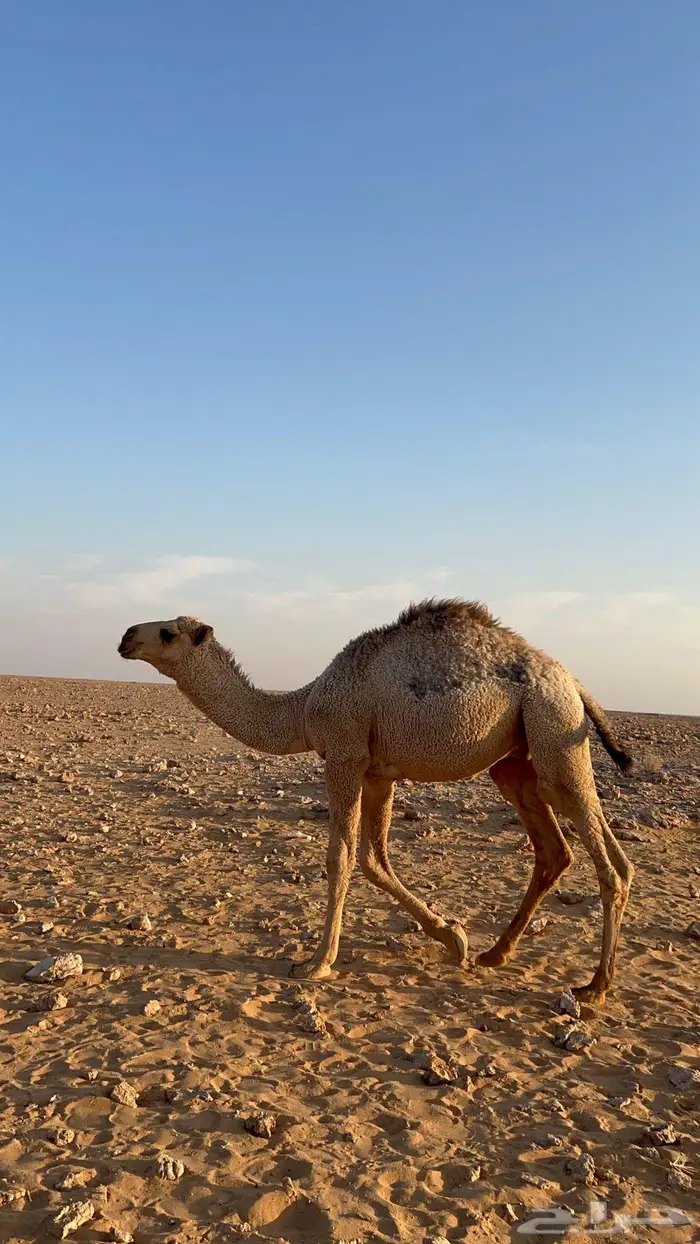 قعدان للبيع 0