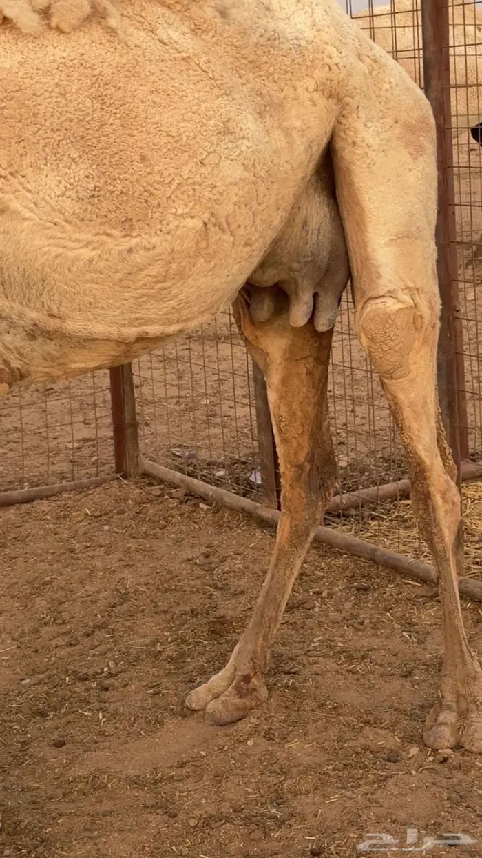 ناقه خفوت ميت ولدها 1