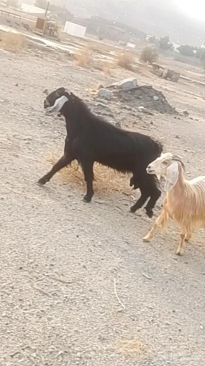 تيس عارضي فحل 0