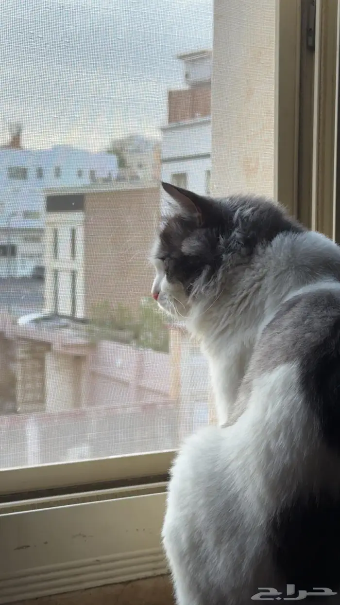 قط ضايع - قط مفقود 4