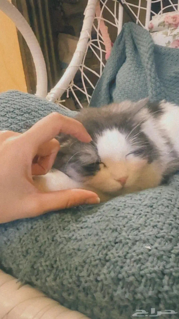 قط ضايع - قط مفقود 3