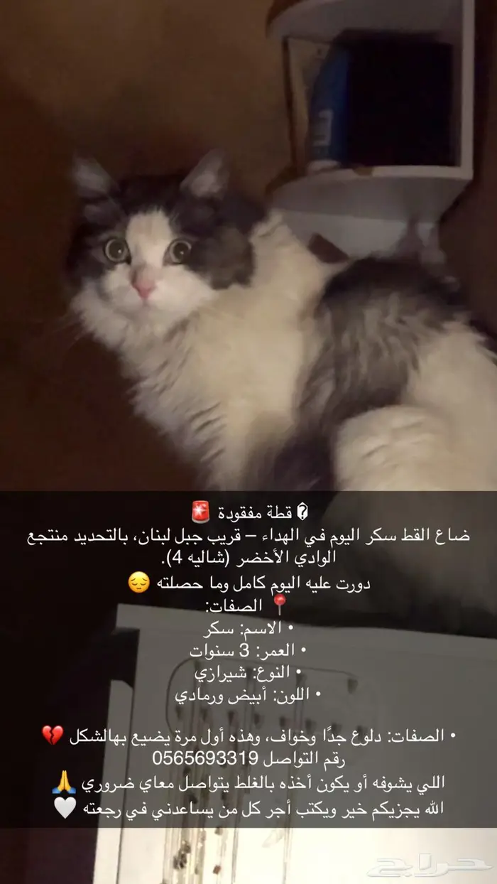 قط ضايع - قط مفقود 0