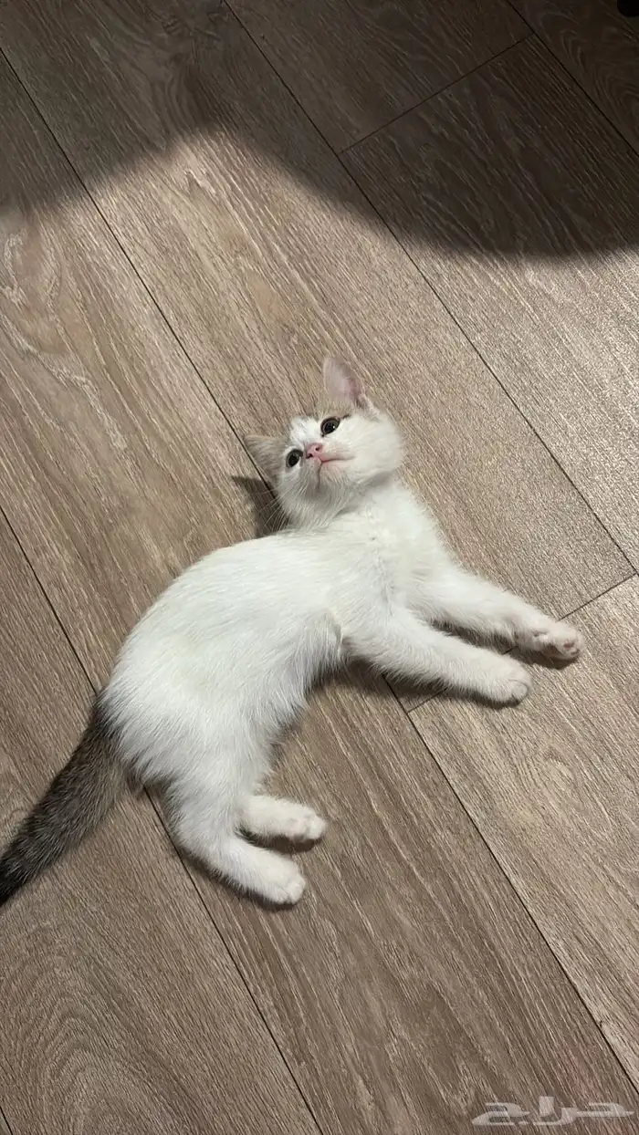 قطوه للتبني الاسم (ساندي) 1