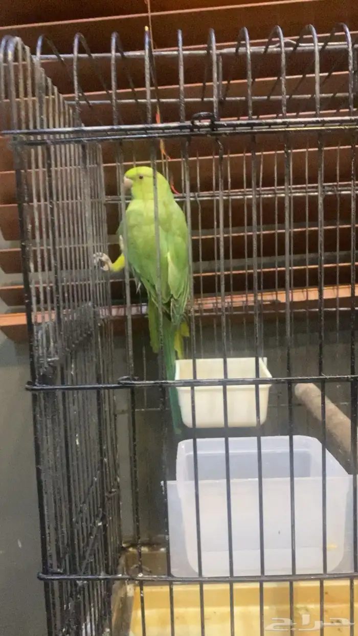 ببغاء درة جدة 2