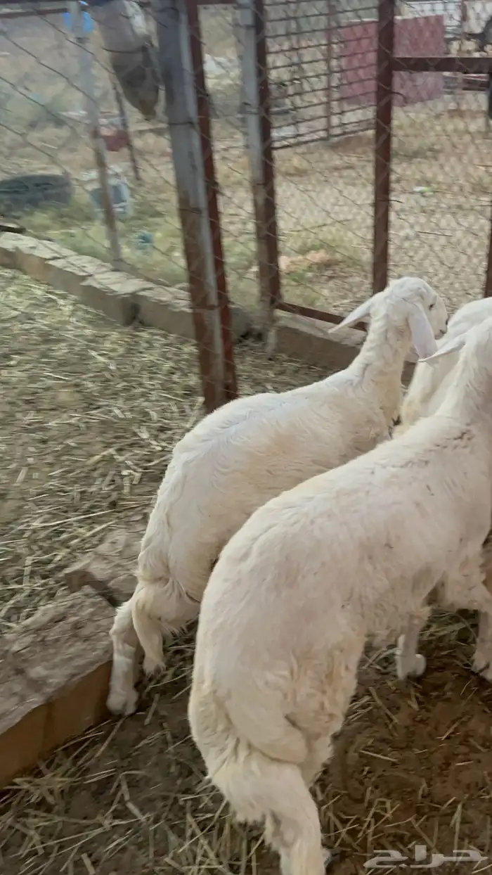 خرفان حريات شحم ولحم 1