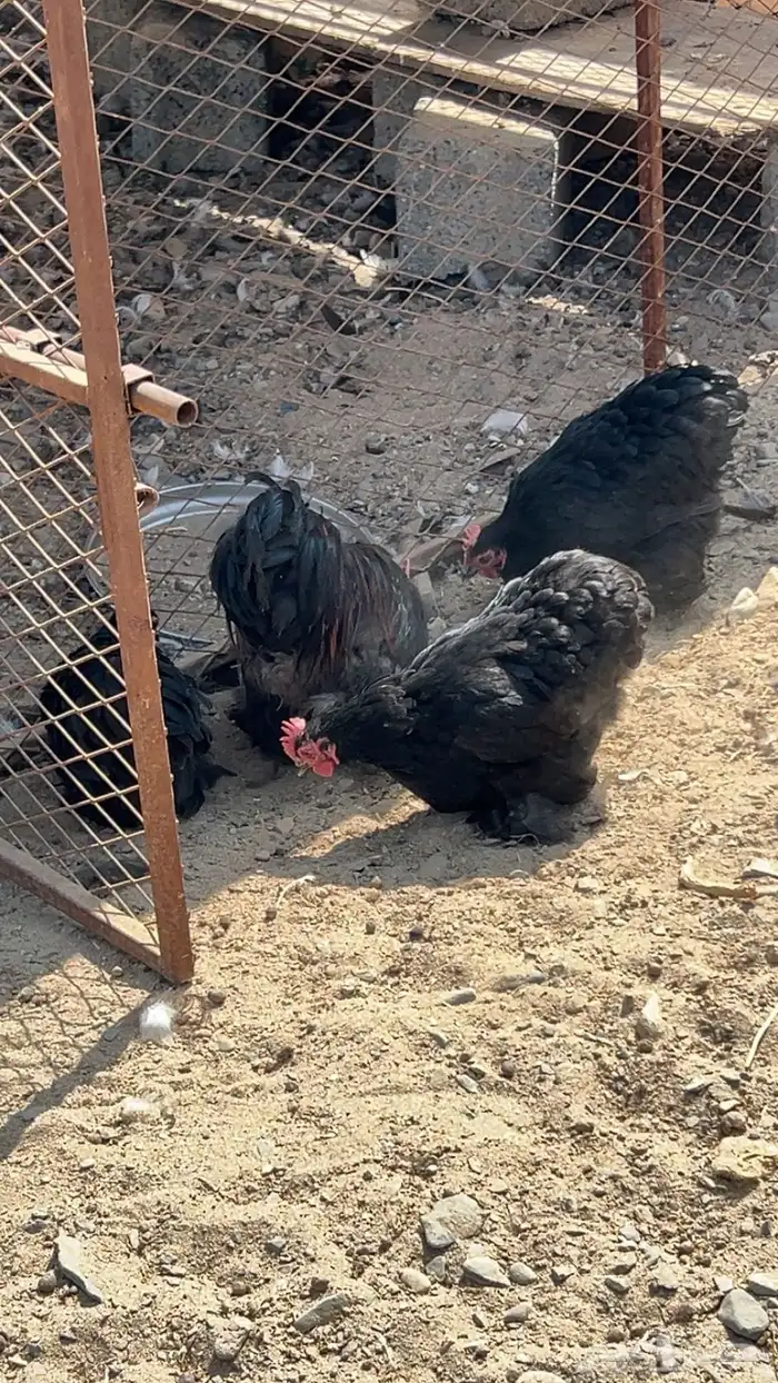 دجاج كوشن اسود صك كفو 0