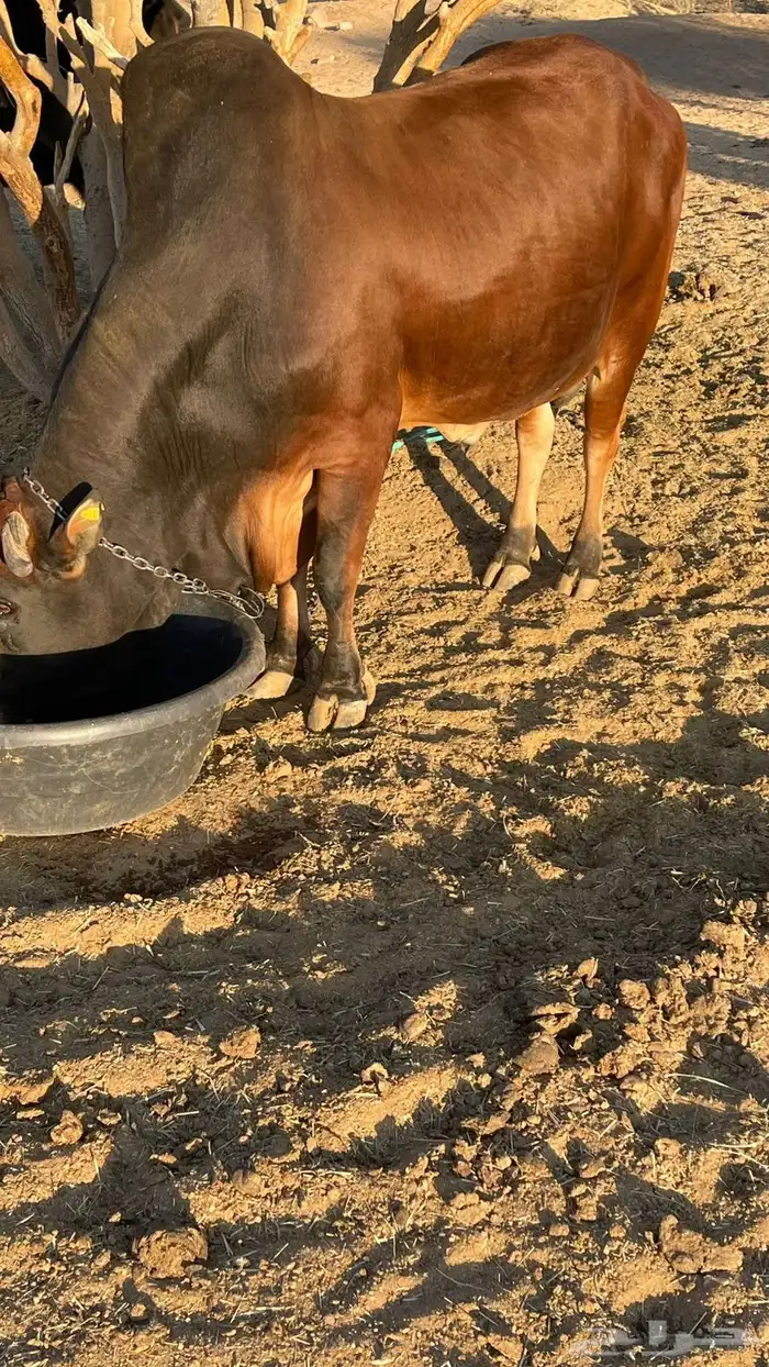 ثور للبيع 2
