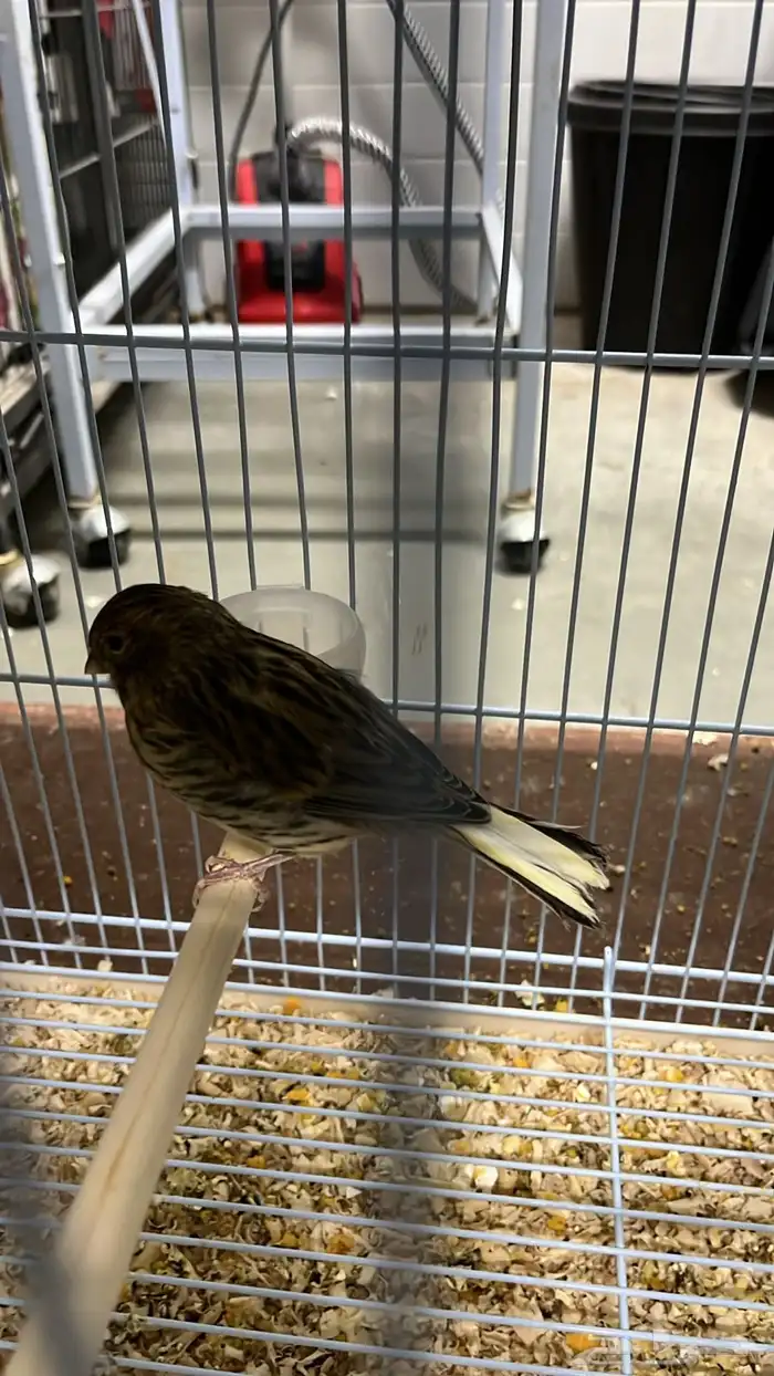 كناري جولستر 1