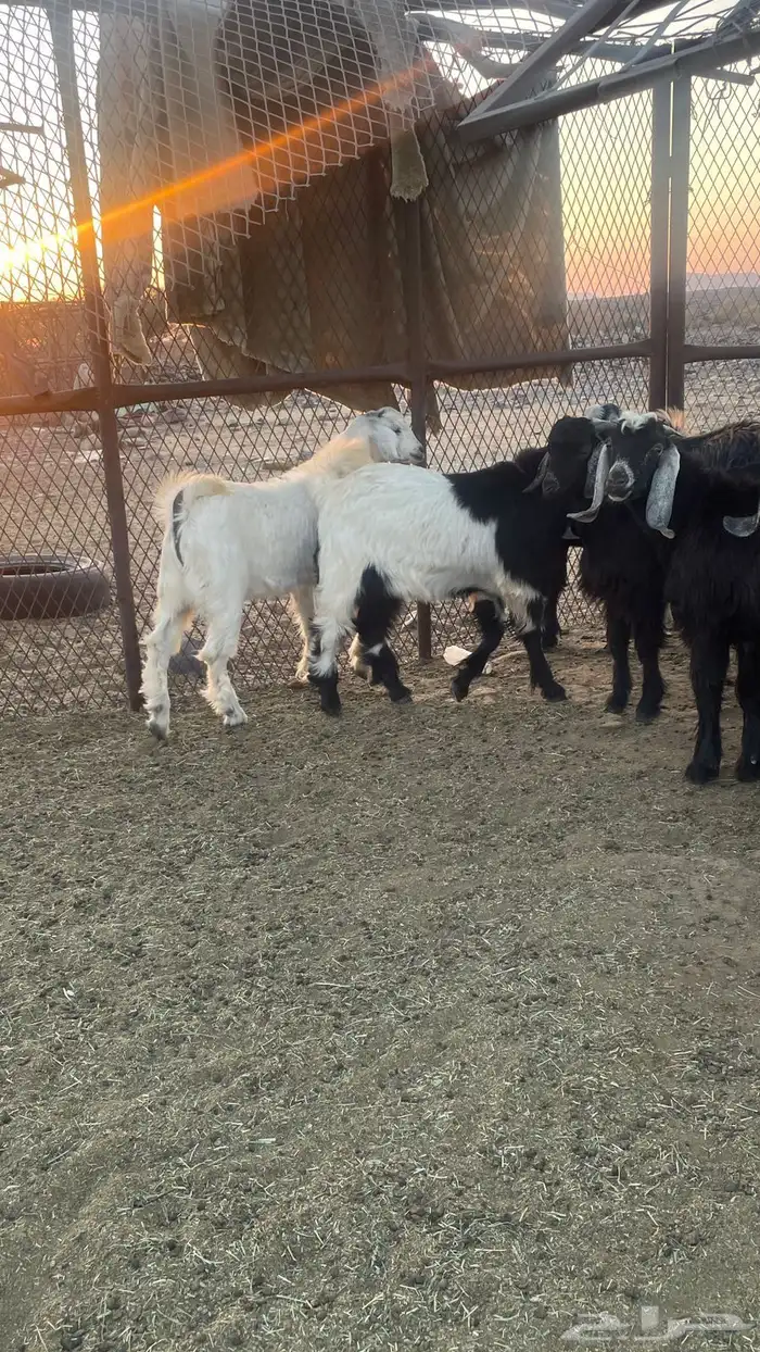 تيوس عارضي ذبايح مقفله شحم 0