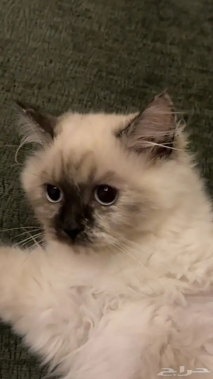 قطوة كتن سيامي مهجن عمرها 4 شهور 0