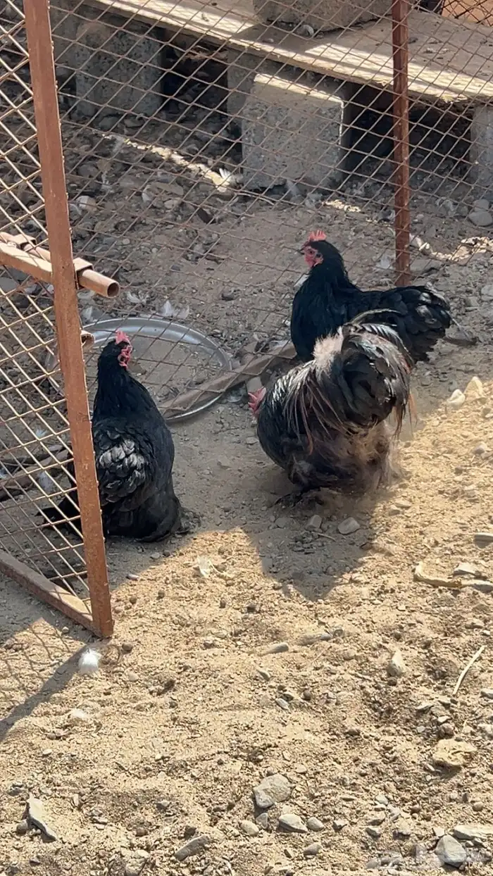 دجاج كوشن اسود صك كفو 1