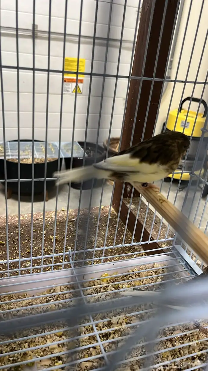 كناري جولستر 2