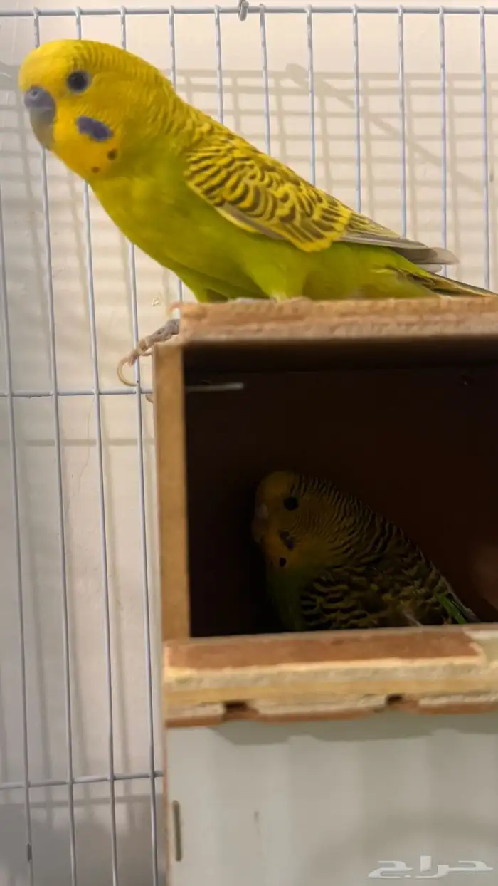 زوج بادجي منتج للبيع 6