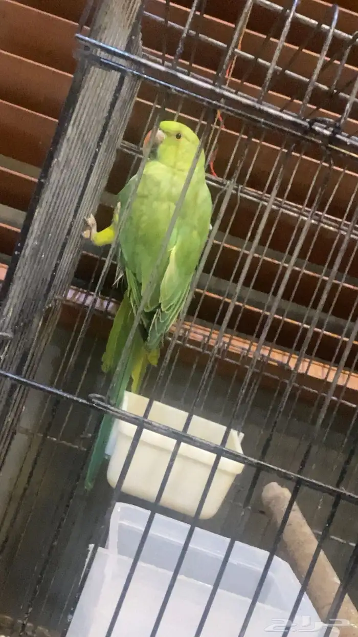 ببغاء درة جدة 3