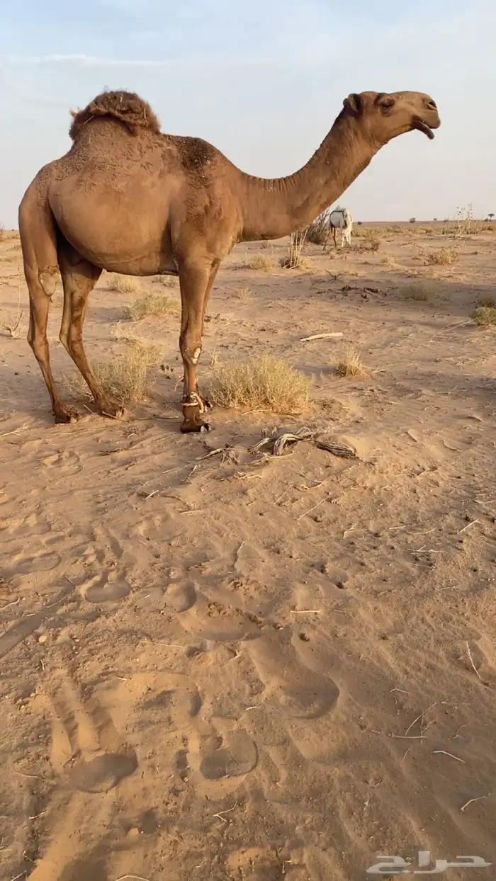 قعود اصغر دبياني 0