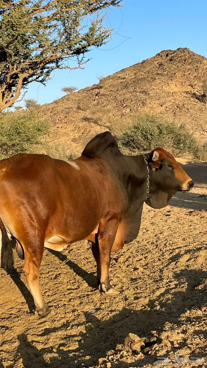 ثور للبيع 1