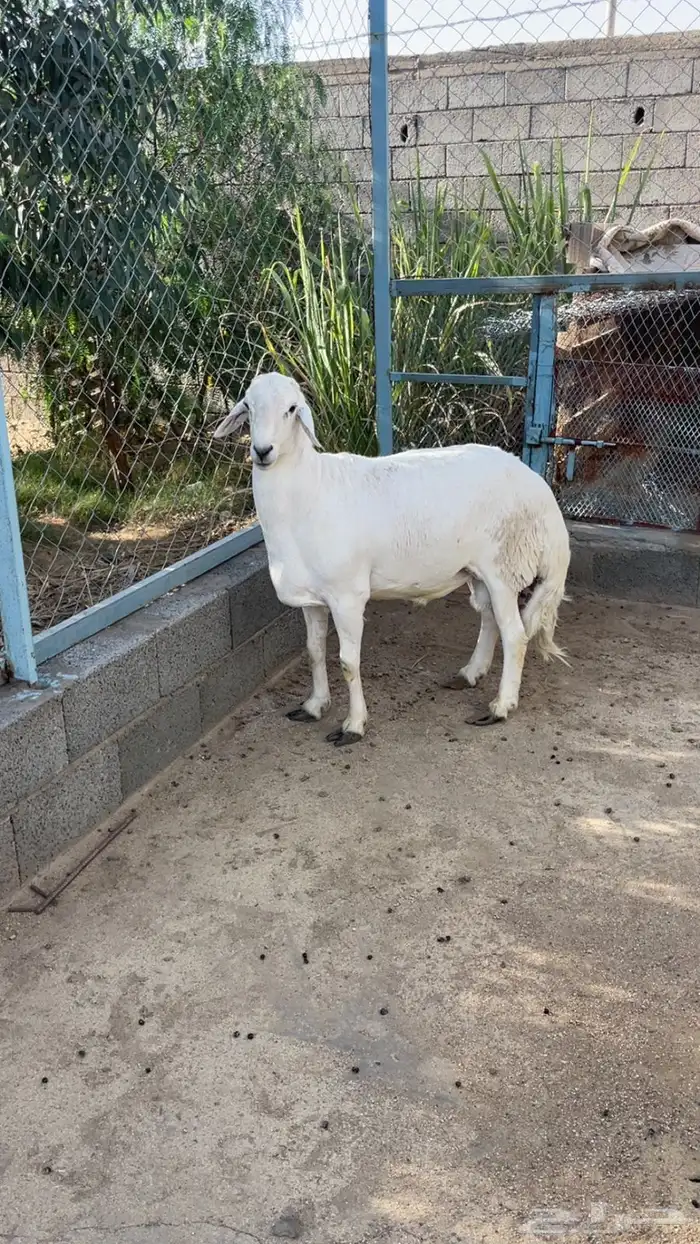 خرفان للبيع 2