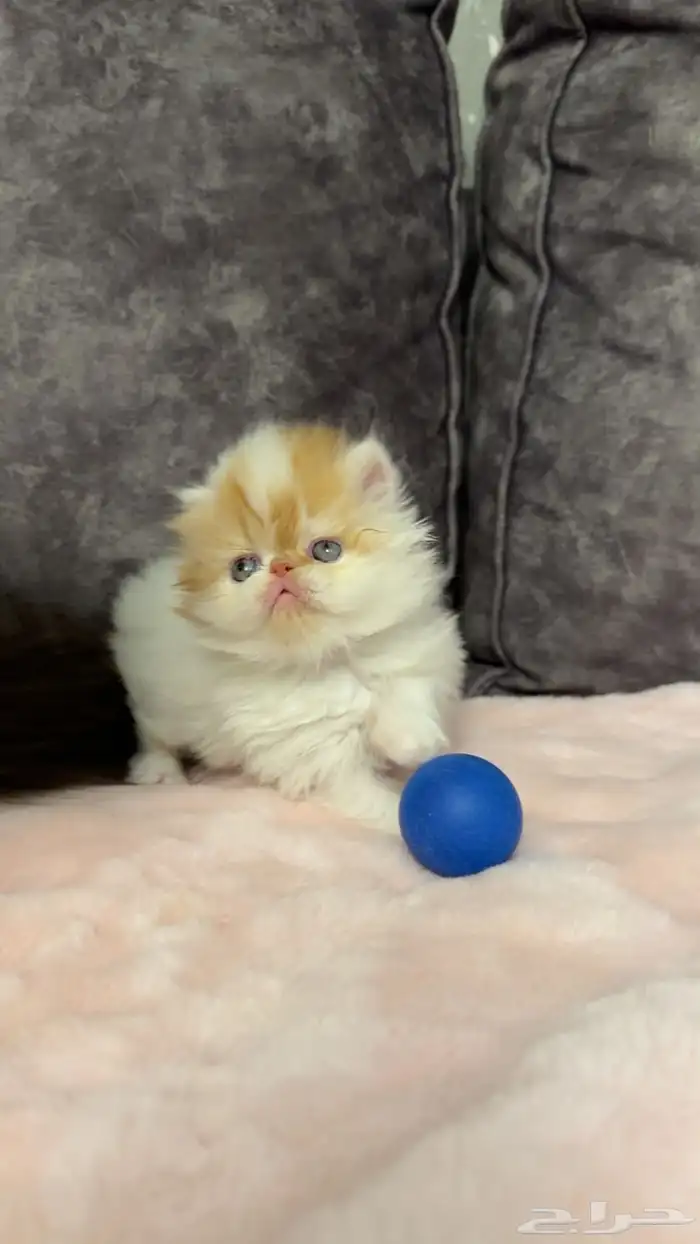 كيتن بيكي فيس بيرشن للبيع 0