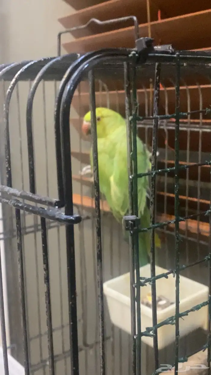 ببغاء درة جدة 0