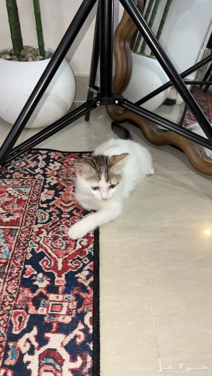 قطوه للتبني الاسم (ساندي) 0