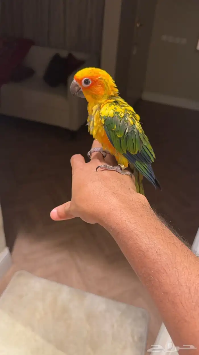 فرخ صن كنيور 0