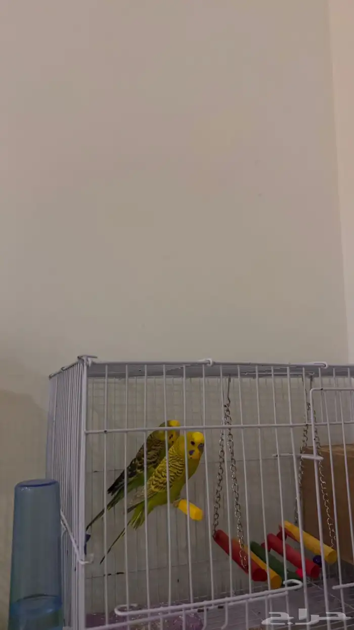 زوج بادجي منتج للبيع 4