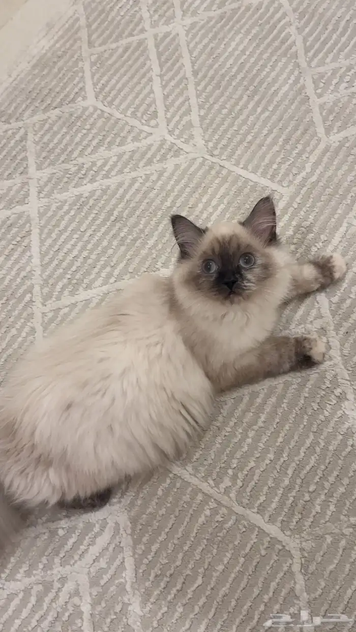 قطوة كتن سيامي مهجن عمرها 4 شهور 2