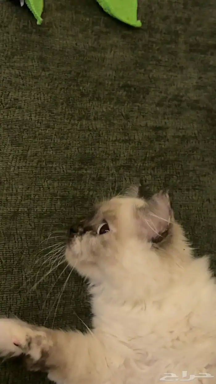 قطوة كتن سيامي مهجن عمرها 4 شهور 1