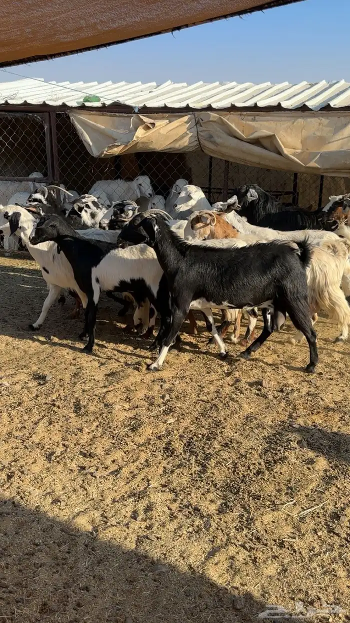 معزا ديره ونظافه خوات بعض مراح بنات اغلبها صغار سن بفحلها 7