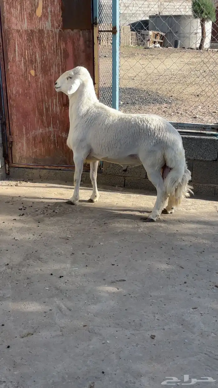 خرفان للبيع 1