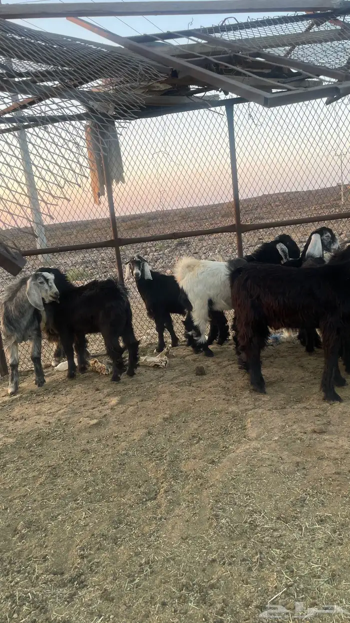 تيوس عارضي ذبايح مقفله شحم 4