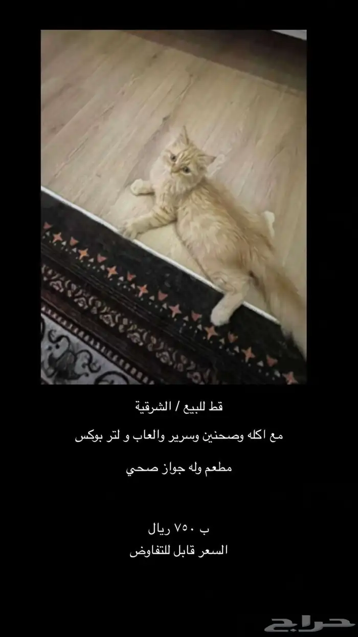 قط شيرازي اورنج كات للبيع مع جميع اغراضه 0