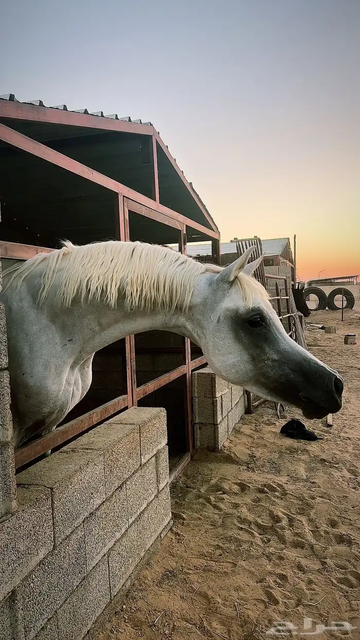 حصان واهو مصري بيور 3