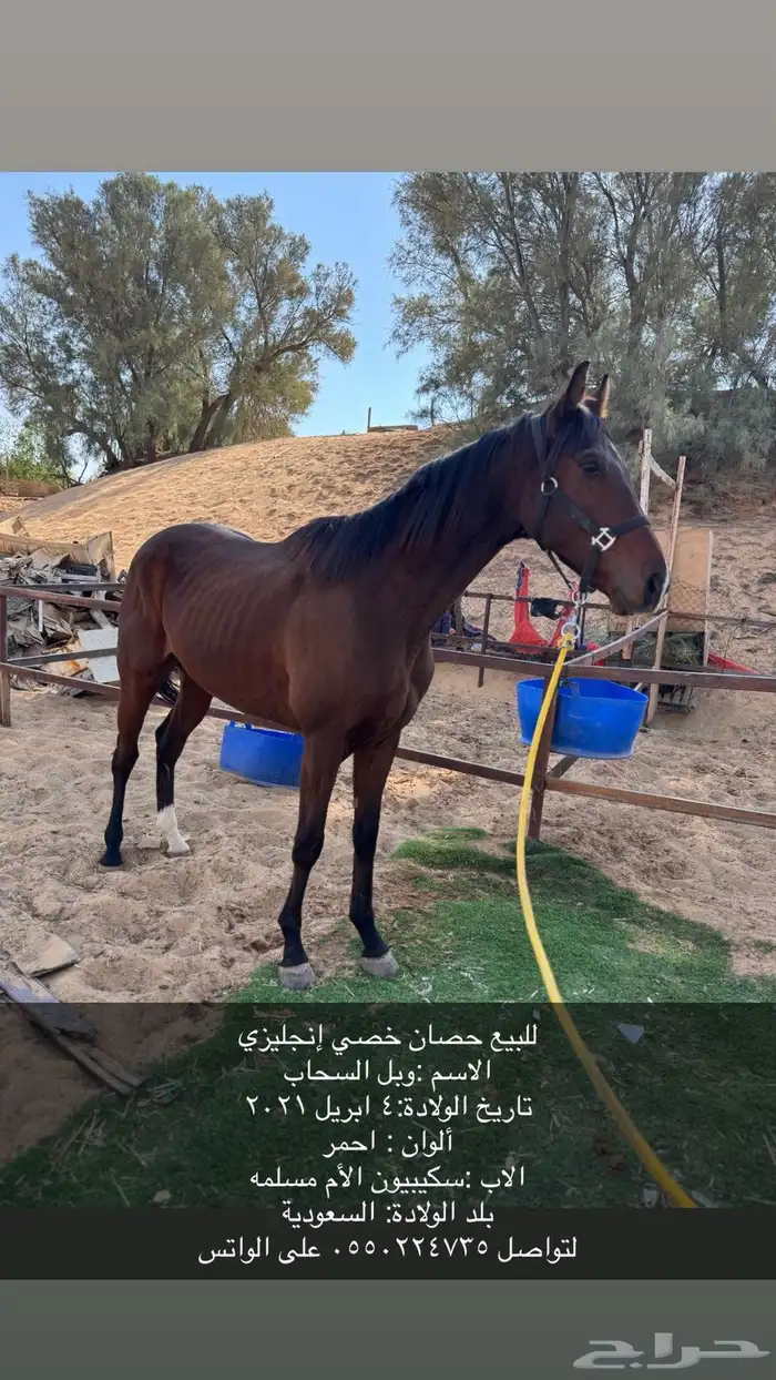 خيل حصان 0