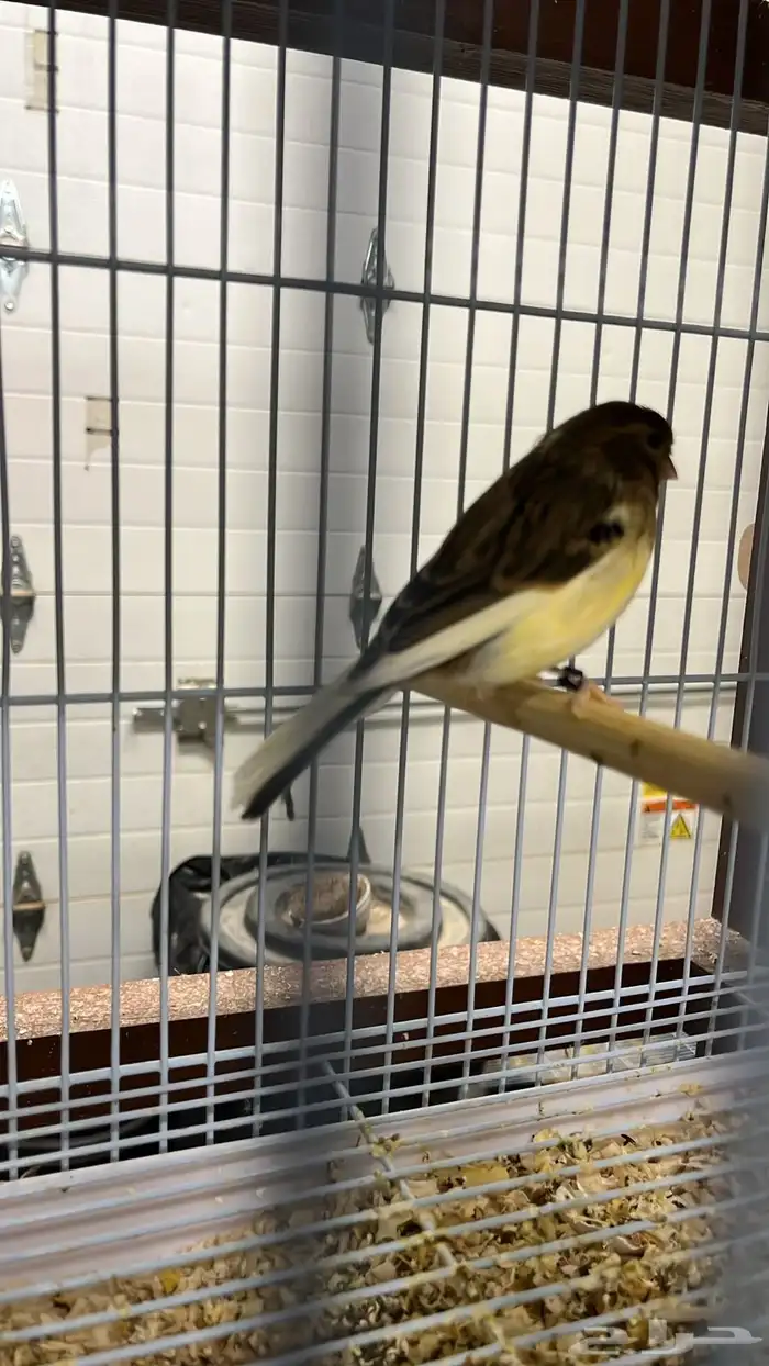 كناري جولستر 3