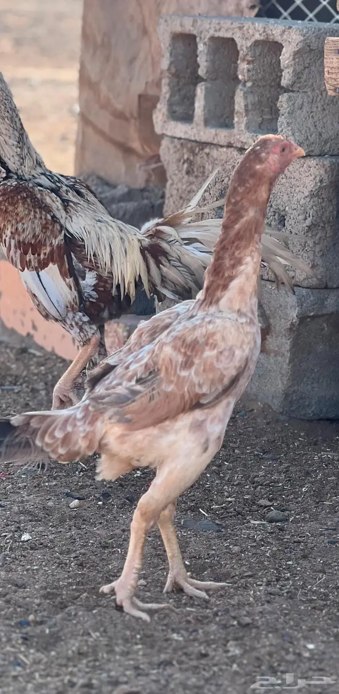 دجاج للبيع 4