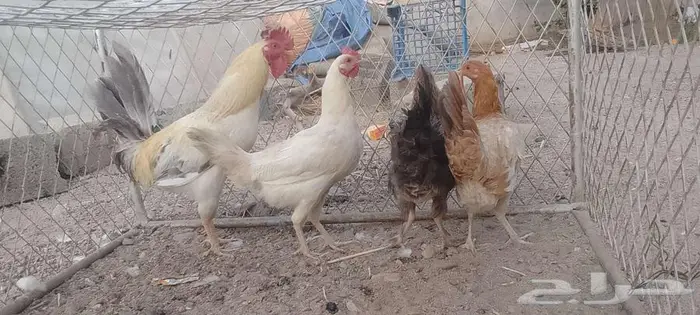 دجج للبيع وا شبك 5