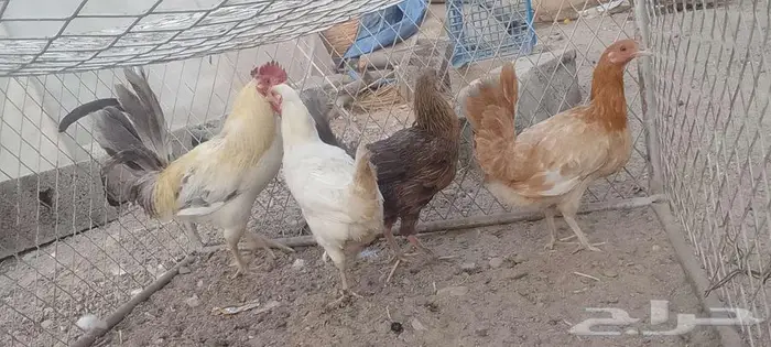 دجج للبيع وا شبك 3